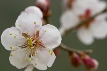 Ada banyak bunga cantik yang bisa dilihat