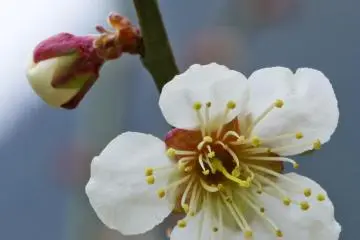 Bunga Plum Gunung Iwara