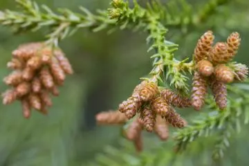 Bunga pinus jantan, hampir siap melepaskan serbuk sari 