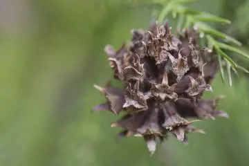 Tampilan tak biasa dari bunga pinus betina 