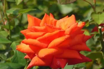 <p>กุหลายแดงแสนงาม</p>