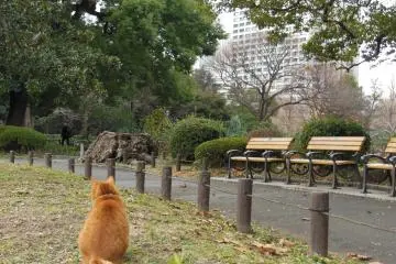 <p>น้องแมวนั่งอย่างสงบอยู่ในสวน</p>