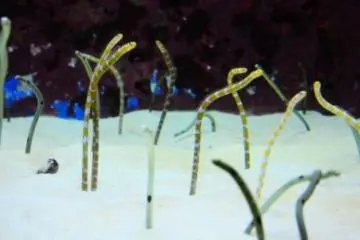 <p>Life in Mangroves จะเป็นพวกปลาเล็กๆสีสวยๆ</p>