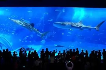 <p>Kuroshio Sea ใน Guinness</p>