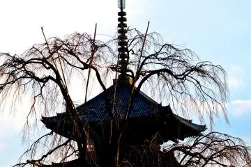 This gorgeous cherry tree will be in bloom from late March to&nbsp;early April.