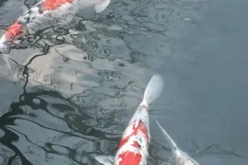 Carp in the pond