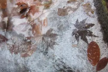 <p>ใบเมเปิ้ลในลำธาร</p>