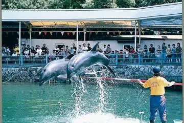 Enjoy the dolphin performances!