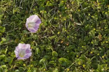 <p>Morning glories have a strikingly similar name in Japanese and in English: asagao (morning face)</p>
