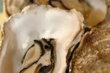 Kanawa Open Shell Oyster
