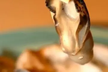 Kanawa's famous grilled oysters
