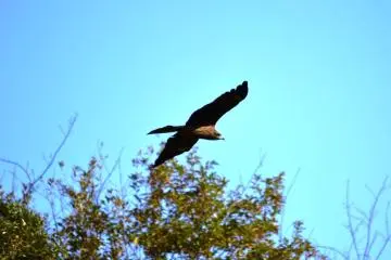 Black Kite near the Kanazawa Zoo (Photo: <a href="http://www.flickr.com/photos/24256658@N06/8254053277/in/photolist-dzobtp-dzoazR-dzrsoJ-dzrs9b-dzrrE5-dzrrou-dzrrgQ-dzrqH7-dzrqBw-dzrqr3-dzrqaE-dzrpPA-dzrofU-dzrn5h-dzrmTh-dzrjwG-dzrjhQ-dzrhBd-dzrgMQ-dzrgJQ-dzm1LM-dDCCw2-dzo3cp-dznXYT-dzrvGb-dzrvAo-dzrvrq-" target="_blank" rel="noreferrer noopener nofollow">Tomosuke</a>)