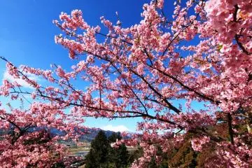 Cherry Blossoms with a distant view of Mount Fuji (Photo: <a href="http://www.flickr.com/photos/13910409@N05/3307126069/in/photolist-63eTmZ-64mzsy-6sSQFd-6Qt1ip-6YZiSA-7gdqTJ-7jzUXD-7jzXuD-7jAaev-7jAbpz-7jAcrc-7jAqNH-7jAwya-7jDMmL-7jDSvj-7jDXiL-7jEbLd-7jEfAG-7vZ1PX-aNFH7r-atiHcH-dM1qta-j7mZN1-eavh9U-9qUNCW-dqucTj-dqu4PD-" target="_blank" rel="noreferrer noopener nofollow">Tanaka Juuyoh</a>)