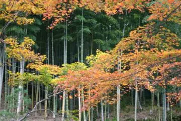 Bamboo Forest (Photo: Ryohei / JT)