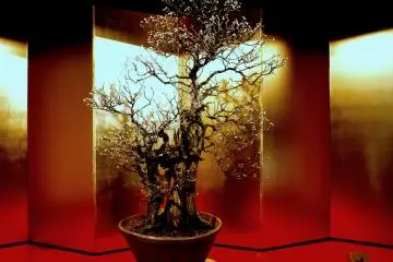 <p>A large gold screen sets of the branches of a tree just starting to bloom</p>