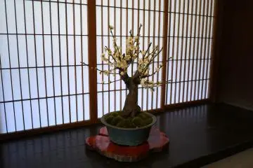 <p>White plum blossom againg a wood and paper screen</p>