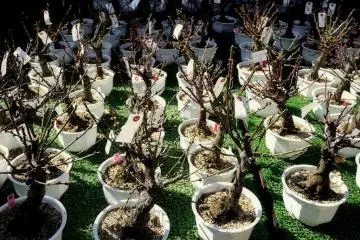 <p>If you feel inspired, you might want to take your own bonsai plum home with you. I did!</p>