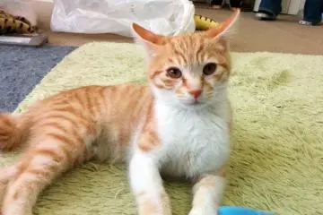 <p>น้องเหมียวสีส้มเอกเขนกสบายใจอยู่บนผ้าห่มไฟฟ้า</p>