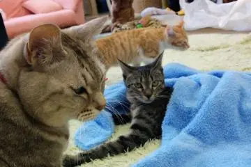 <p>แมวน้อยกำลังด้อมๆมองๆบางอย่าง</p>
