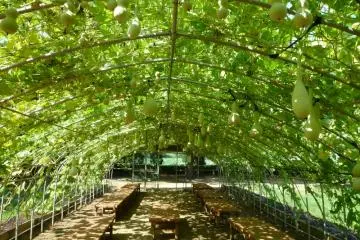 Bottle gourd farm in summer