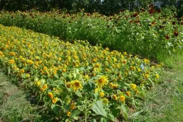 Sunflower patch