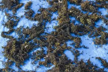 <p>Hijiki&nbsp;just brought in from the sea, drying in the sun; this black vegetable can be found everywhere in Japan</p>