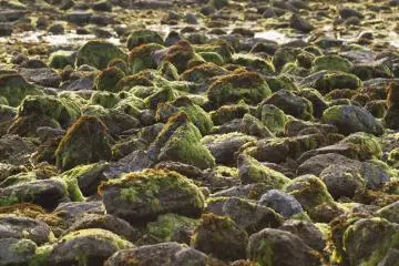 <p>Colorful patterns of the rocky shore</p>