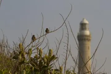 <p>Small birds prefer the tall grasses and shrubs near the lighthouse</p>