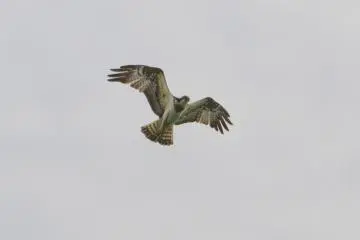 <p>An osprey patrols the coast from above</p>