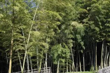<p>The bamboo grove</p>