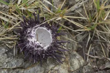 A sea urchin shell left on land, presumably by its predator