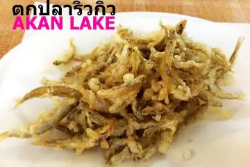 <p>ปลาริวกิว AKAN LAKE</p>