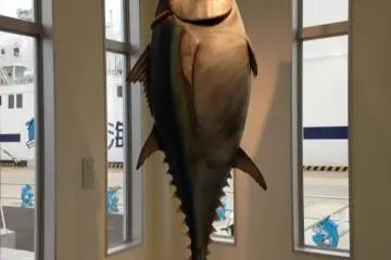 180cm에 90kg인 나보다 더 큰 오마의 참치의 실물 크기