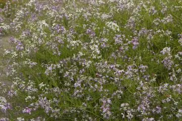 <p>Bunches of purple flowers crowd a path with&nbsp;the lighthouse behind</p>