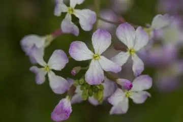 <p>Spring flowers reach out</p>