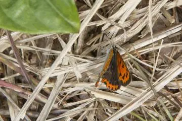 <p>A butterfly visits</p>