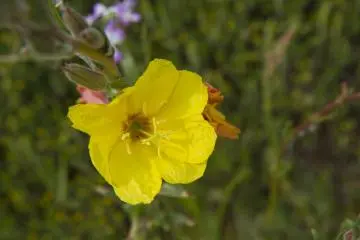 <p>Delicate beauty</p>