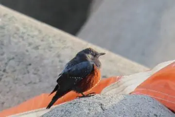 Winter wildlife