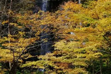 <p>Color fall</p>