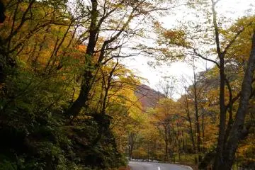 <p>Autumn way</p>