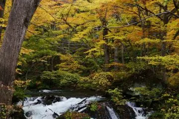 <p>The Stream</p>