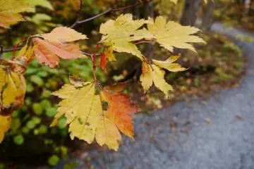 <p>Turning Red</p>