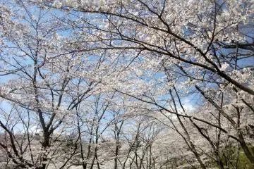 <p>&nbsp;Cherry blossoms are amazing.</p>
