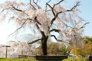 Weeping Cherry