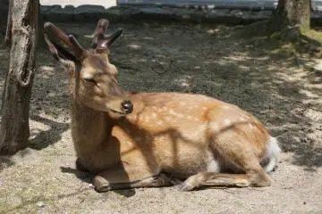 Deer Park