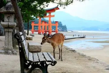 Deer Near the Torii Gate