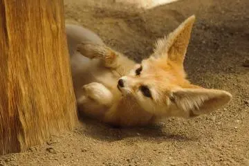 Inokashira Park Zoo