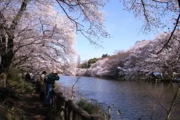 Cherry Blossom Season