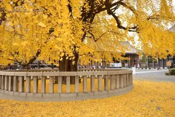 Great Gingko Tree
