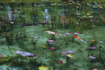 Estanque de Monet